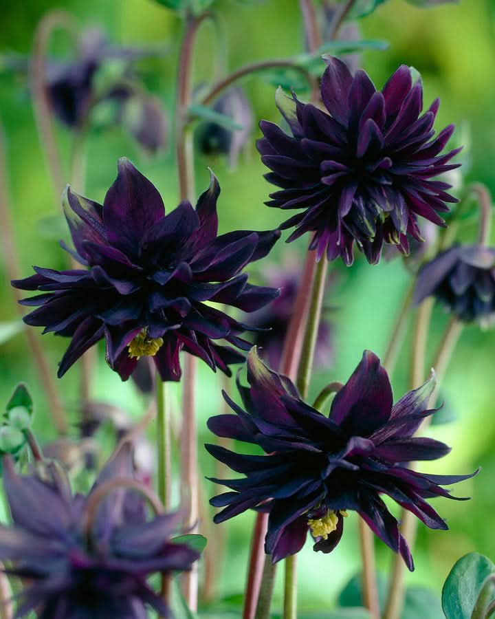 Barlow Flower Seeds for Planting – Unique Double-Bloom Ornamental Garden Flowers