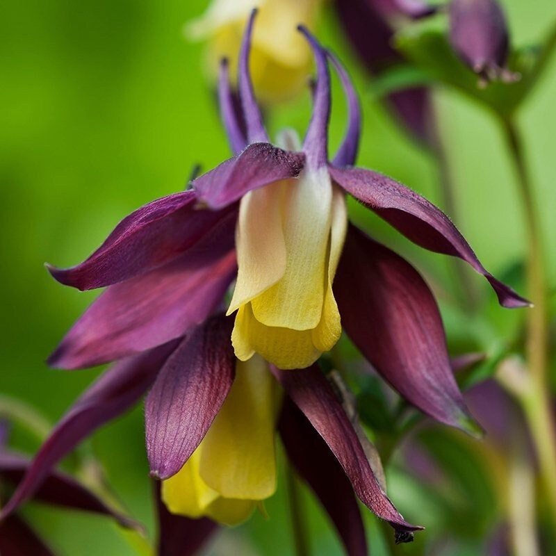 Aquilegia Blackcurrant Ice Seeds – Delicate Flowers in Rich Purple and White - Dharaseeds