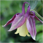 Aquilegia Blackcurrant Ice Seeds – Delicate Flowers in Rich Purple and White - Dharaseeds