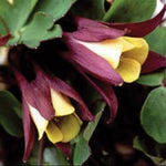 Aquilegia Blackcurrant Ice Seeds – Delicate Flowers in Rich Purple and White - Dharaseeds