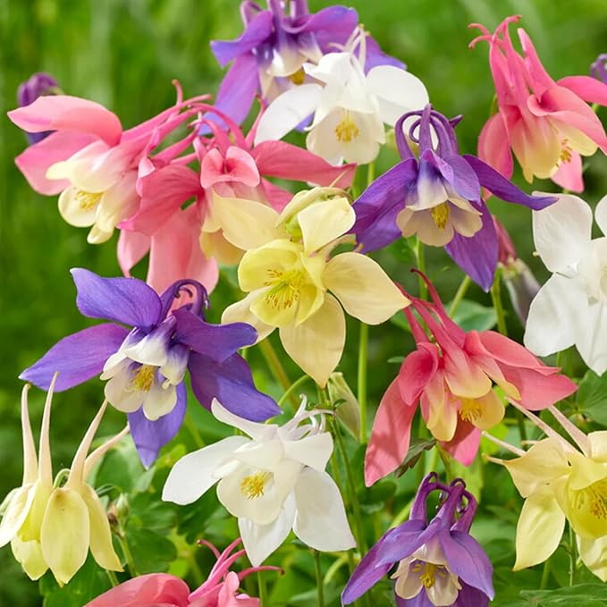 Aquilegia Columbine Crown Jewels Mix Seeds – Elegant Multi - Color Blooms for Shaded Gardens - Dharaseeds