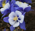 Aquilegia Columbine Heavenly Blue and White flower seeds - Dharaseeds