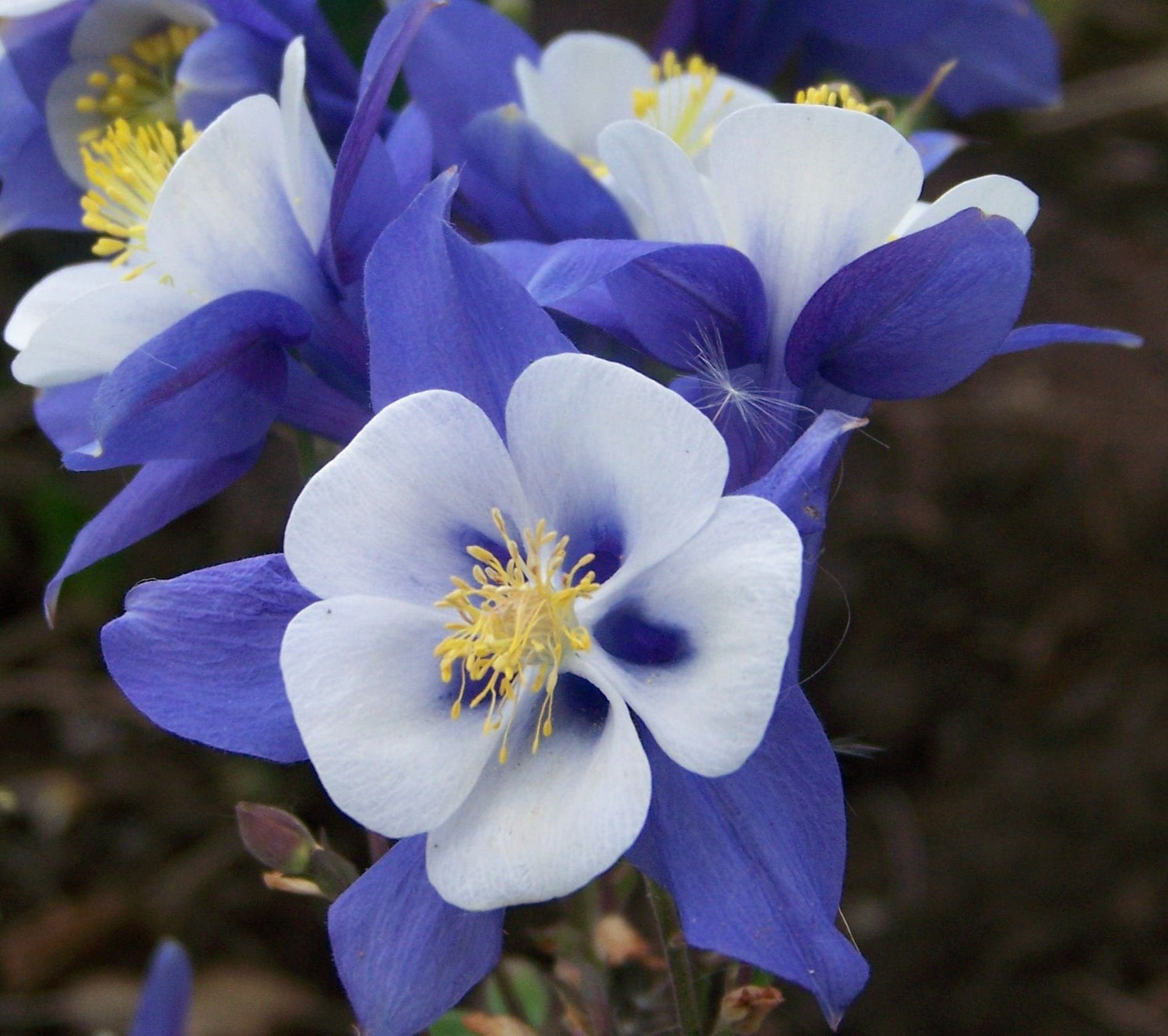 Aquilegia Columbine Heavenly Blue and White flower seeds - Dharaseeds