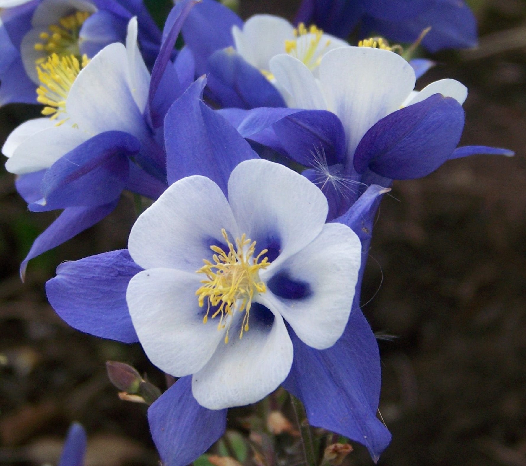 Aquilegia Columbine Heavenly Blue and White flower seeds - Dharaseeds