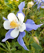 Aquilegia Columbine Heavenly Blue and White flower seeds - Dharaseeds