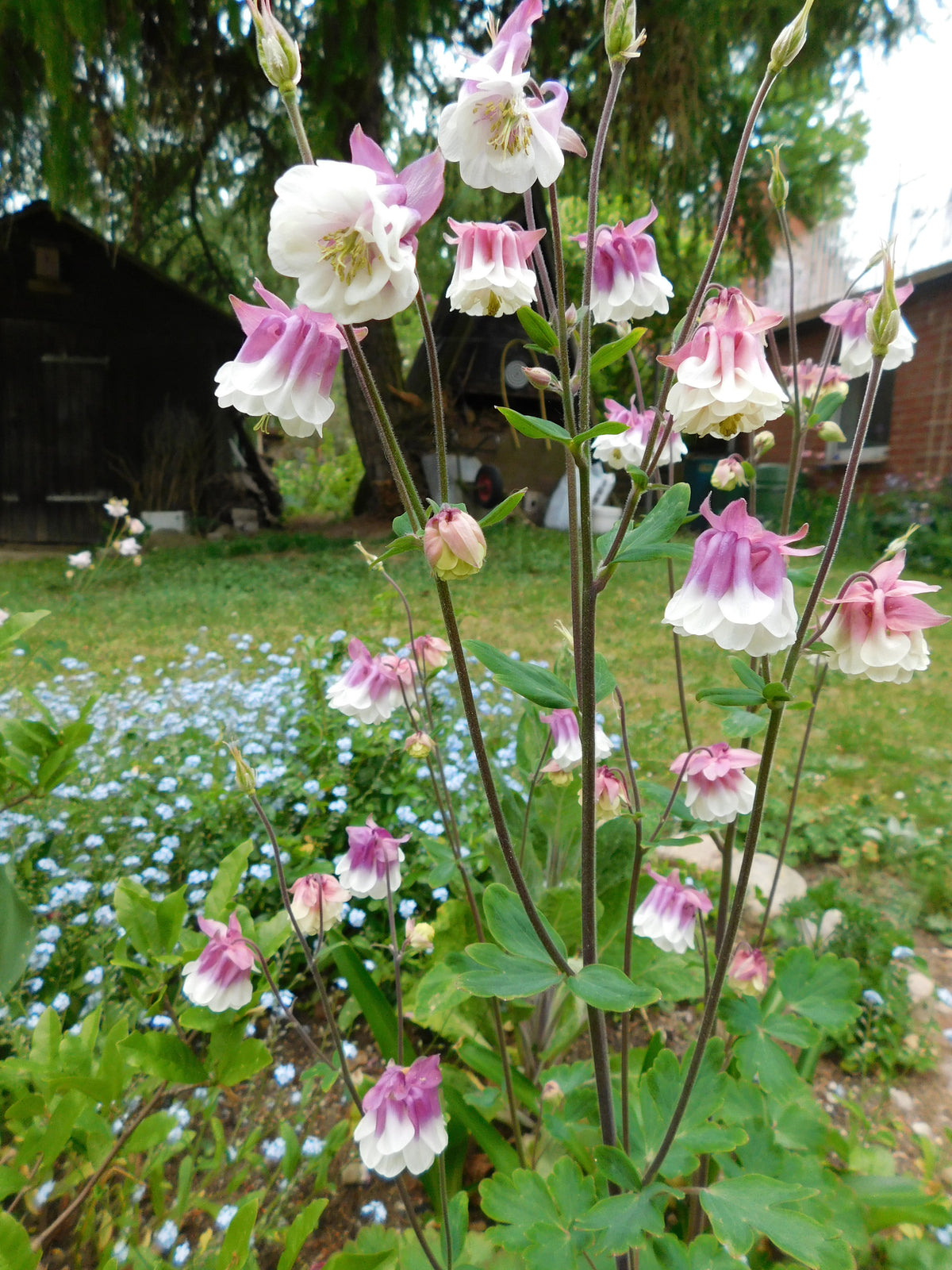 Pink Petticoat Columbine Aquilegia Flower Seeds – Frilly Pink-Edged Blooms with Elegant Form