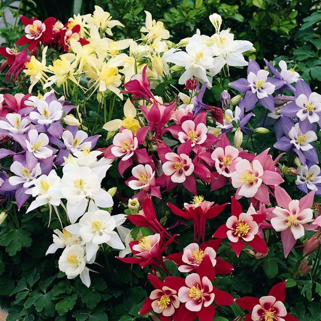 Aquilegia Stern Mix Columbine seeds – tall flowering mix for borders - Dharaseeds