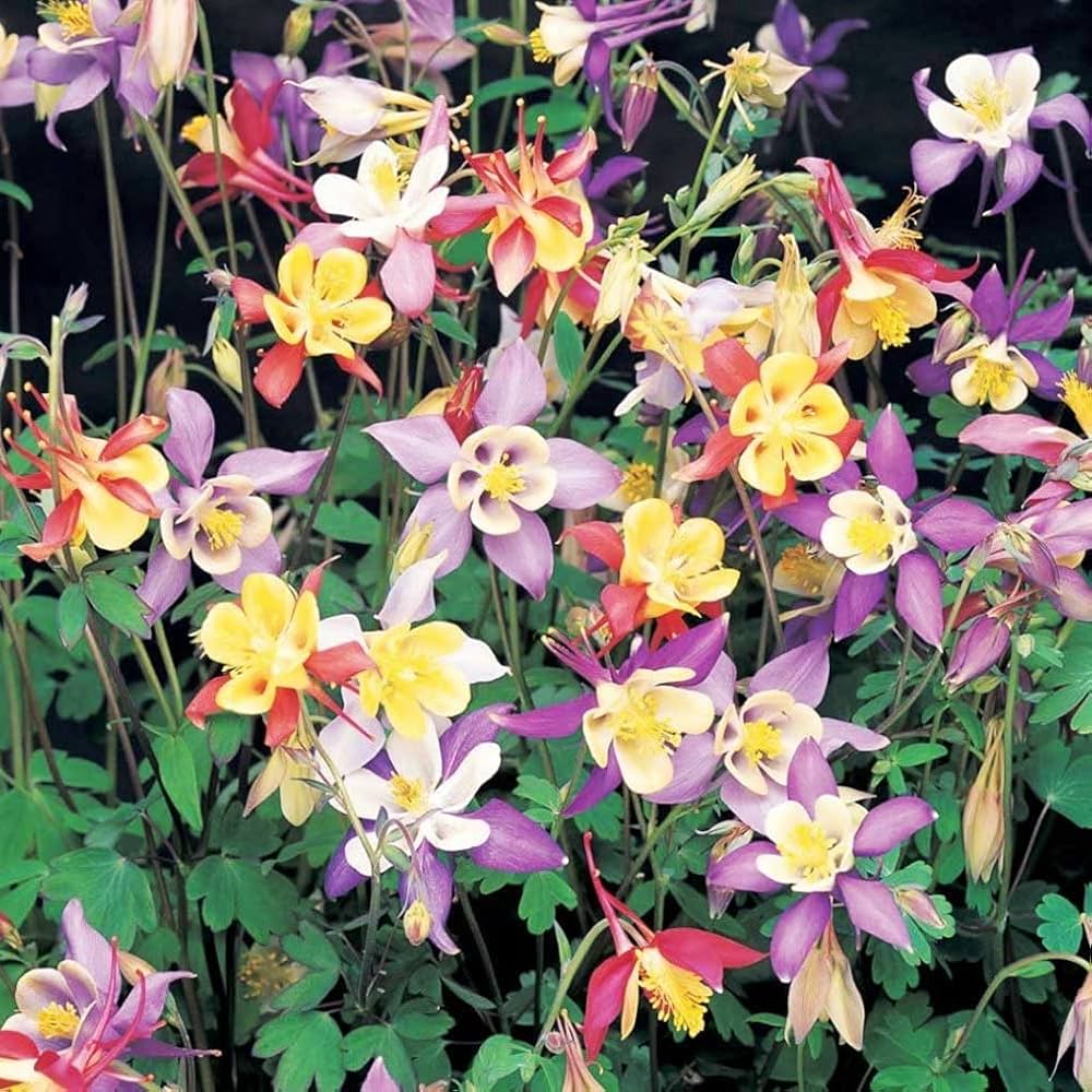 Aquilegia Vulgaris Double Bloom Mix – tall columbine flower seeds - Dharaseeds