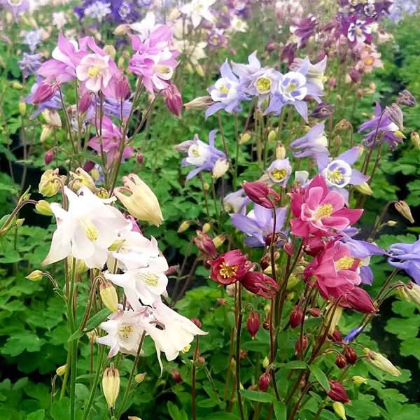 Columbine Biedermeier Flower Seeds for Planting