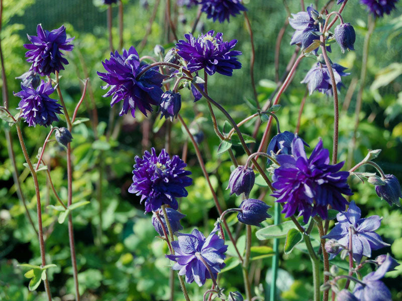 Blue Barlow Columbine Seeds – Aquilegia Perennial with Unique Petals