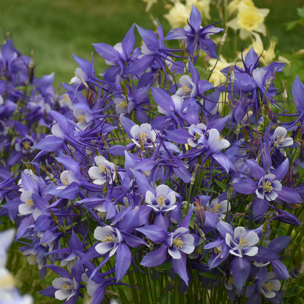 Aquilegia Hybrida Double Pleat Blue and White Blooms – Columbine Seeds