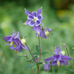 Blue Aquilegia Flower Seeds for Planting – NON GMO Seeds Dhara Seeds