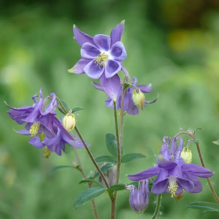 Blue Aquilegia Flower Seeds for Planting – NON GMO Seeds Dhara Seeds