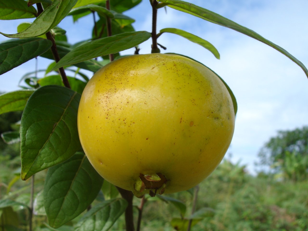 Araca-Boi Seeds (Psidium guineense)