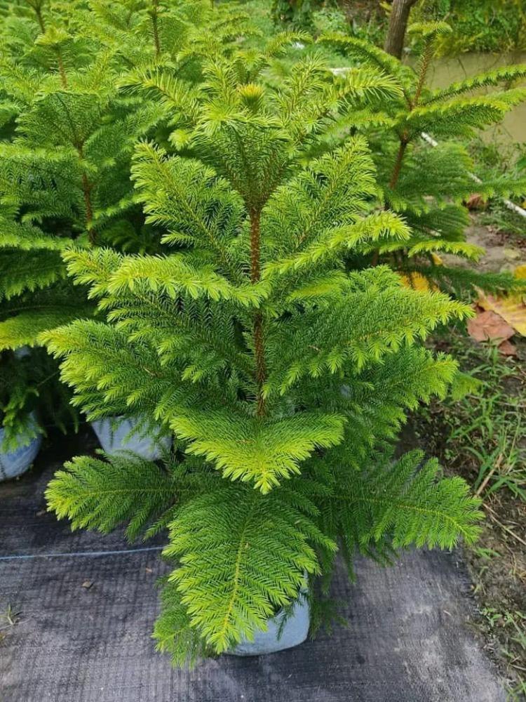 Green Araucaria Plant Seeds for Planting