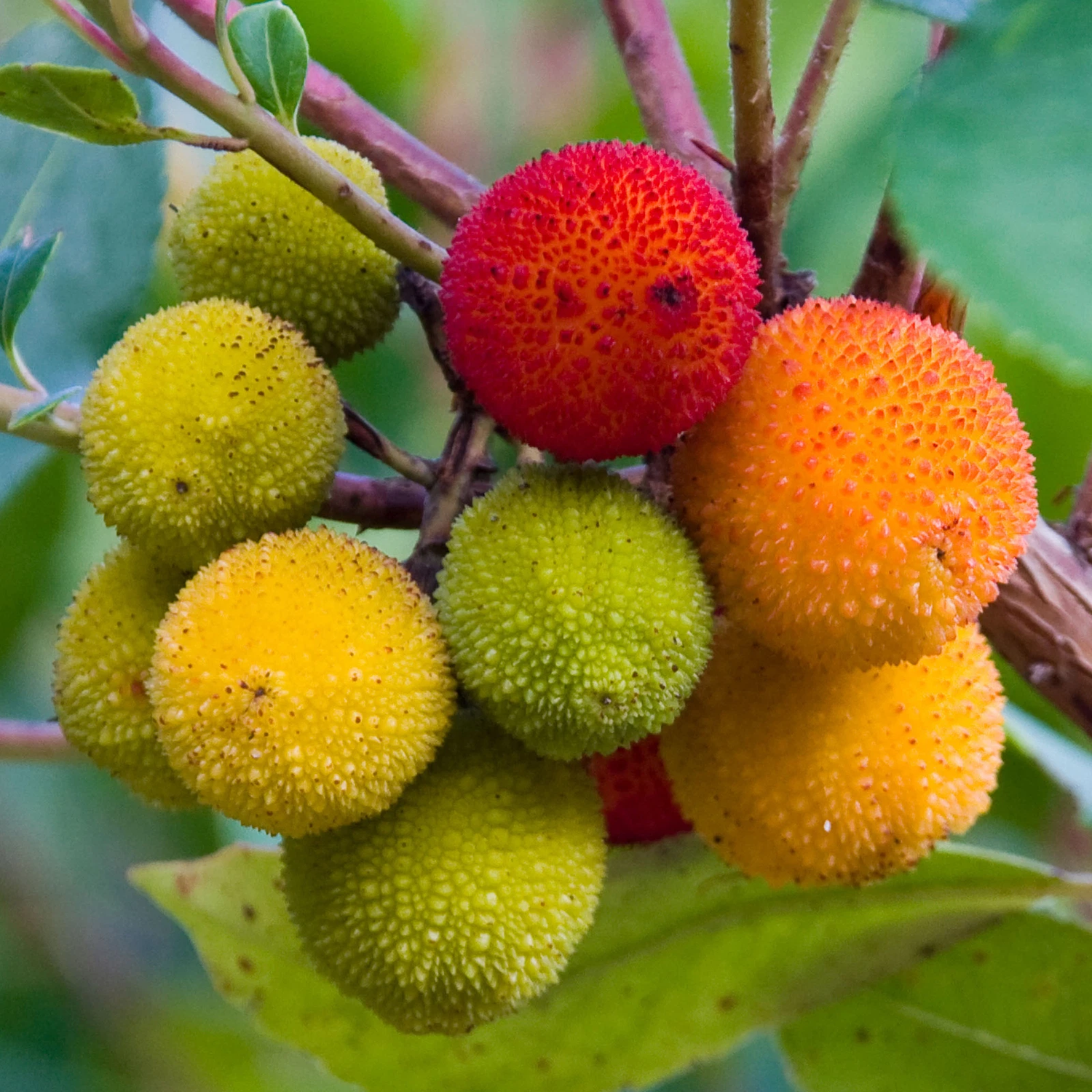 Arbutus fruit light yellow seeds for planting heirloom non GMO