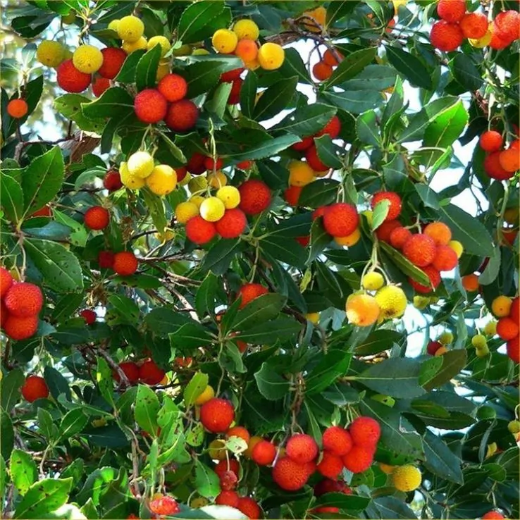 Arbutus garden seeds for growing evergreen ornamental shrubs