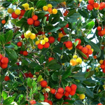 Arbutus garden seeds for growing evergreen ornamental shrubs