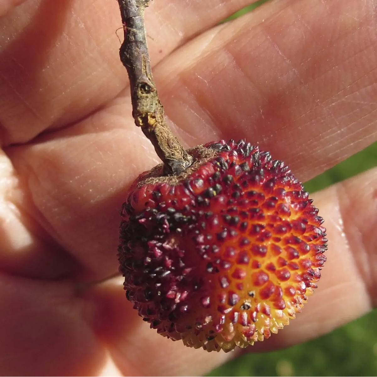 Arbutus plant growing from seeds in outdoor garden
