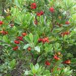 Arbutus seedlings growing from light yellow variety seeds
