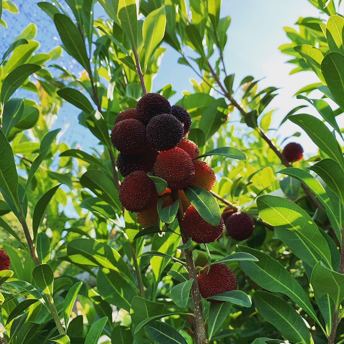 Arbutus seeds dark brown heirloom non-GMO variety for planting