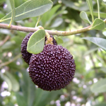 Arbutus seeds for home garden evergreen shrub planting