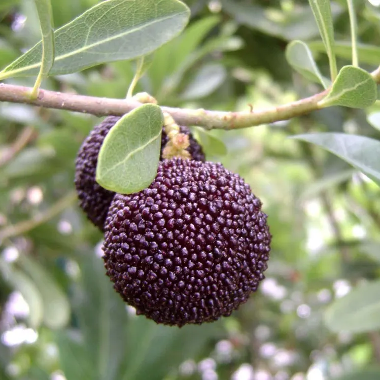 Arbutus seeds for home garden evergreen shrub planting
