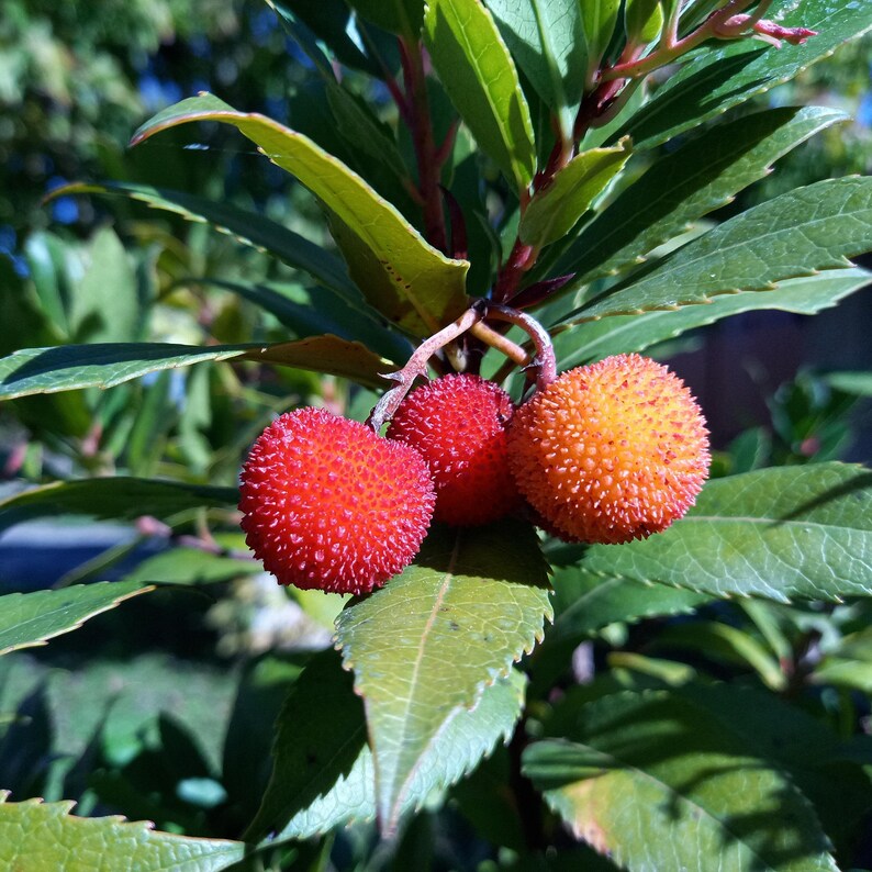 Arbutus seeds red variety GMO free for home garden planting