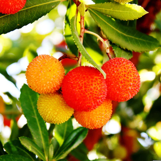 Arbutus tree seeds with high germination rate