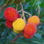 Arbutus Unedo Tree Seeds for Warm Climates