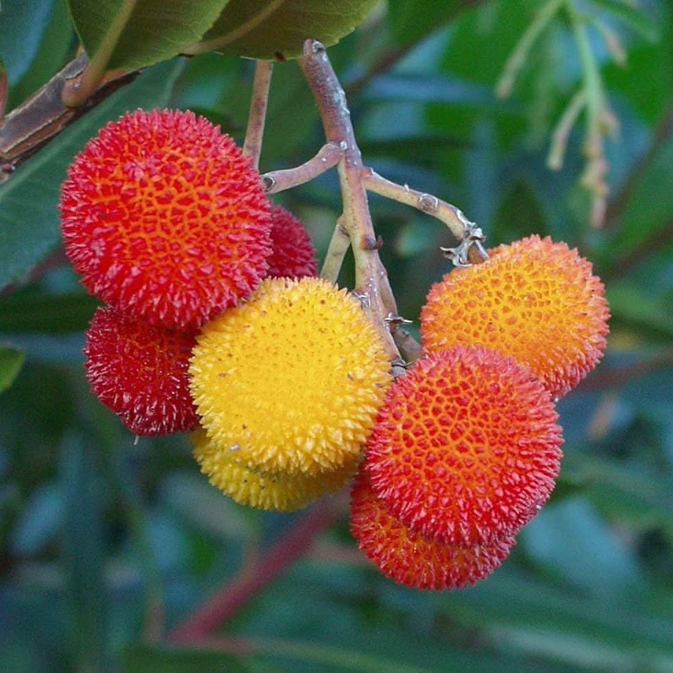 Arbutus Unedo Tree Seeds for Warm Climates