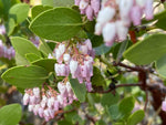 Arctostaphylos viscida seeds heirloom variety
