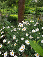 Yellow White Argyranthemum Flower Seeds for Planting - Heirloom Seeds for Home Garde, GMO Free Dhara Seeds