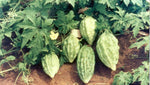 Arka Harit Bitter Gourd Seeds for Planting, 100 Pcs pcs - Dharaseeds