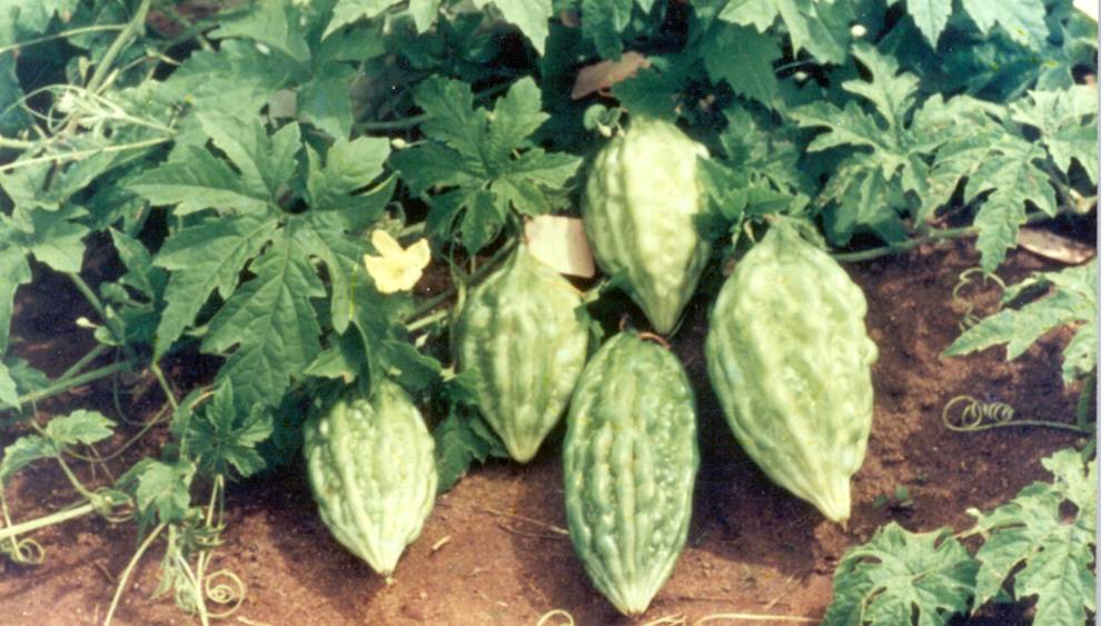 Arka Harit Bitter Gourd Seeds for Planting, 100 Pcs pcs - Dharaseeds