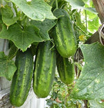 Arkansas Little Leaf cucumber seeds – compact, disease - resistant variety - Dharaseeds