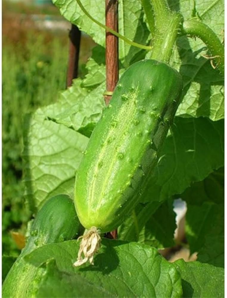 Arkansas Little Leaf cucumber seeds – compact, disease - resistant variety - Dharaseeds