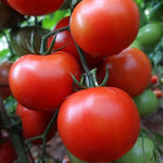 Heirloom Arkansas Traveler tomato seeds ideal for home garden growing