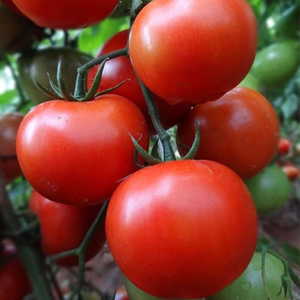 Heirloom Arkansas Traveler tomato seeds ideal for home garden growing