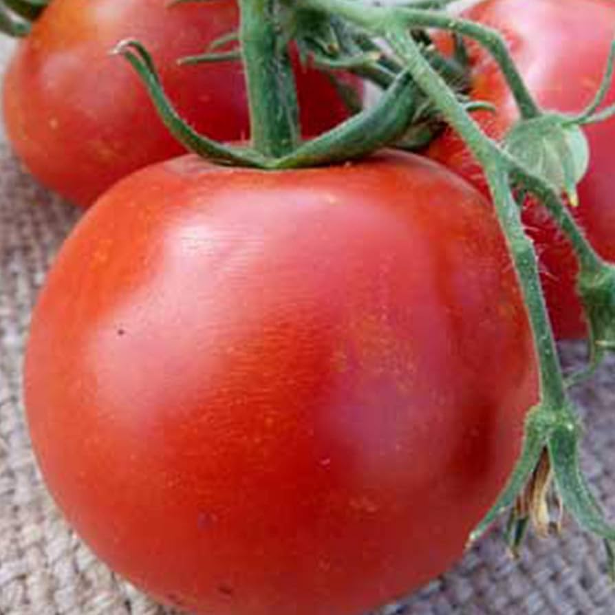 Arkansas Traveler tomato seeds for planting heirloom pink fruit varieties - Dharaseeds