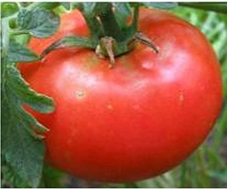 Arkansas Traveler tomato seeds for planting heirloom pink fruit varieties - Dharaseeds