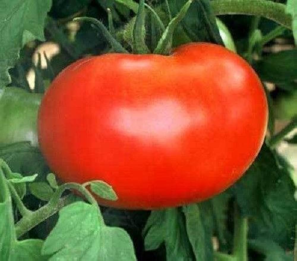 Arkansas Traveler tomato seeds producing high yield for home gardening