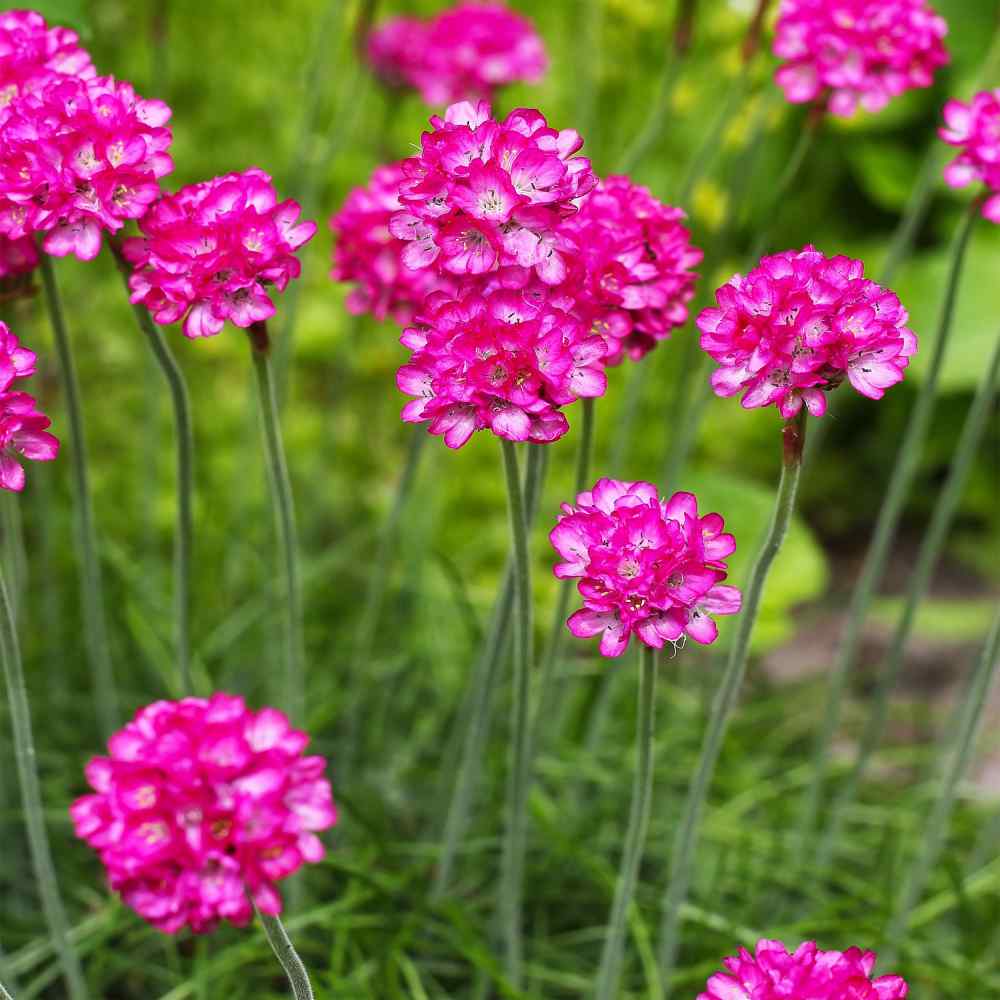 Armeria Maritima Seeds Morning Star Deep Rose