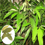 Indian bay leaf plant seeds for outdoor garden landscaping