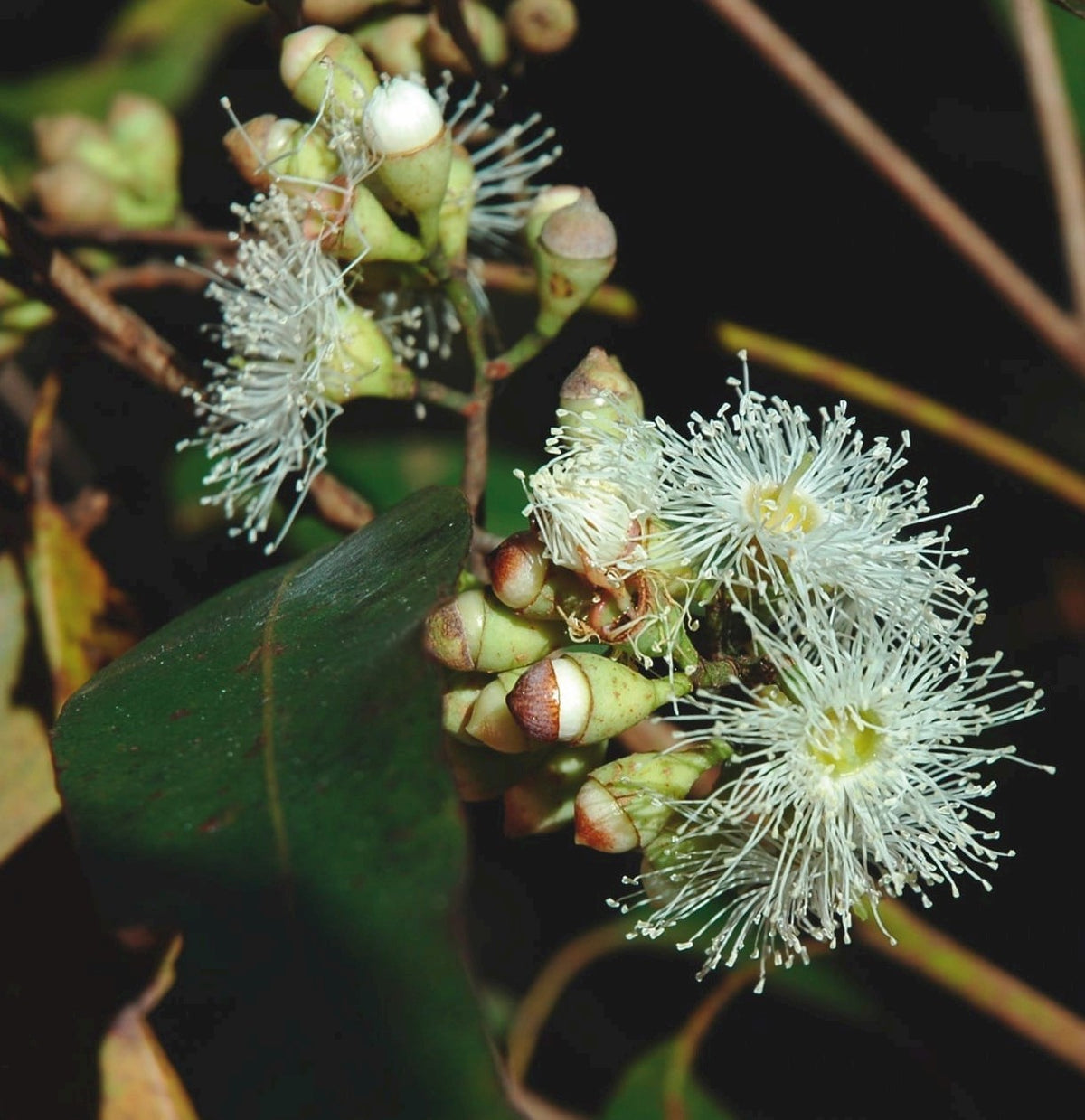 Aromatic lemon-fragrant citriodora plant seeds for gardens