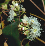 Aromatic lemon-fragrant citriodora plant seeds for gardens