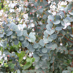 Aromatic eucalyptus seeds with blue-green leaves for landscape planting