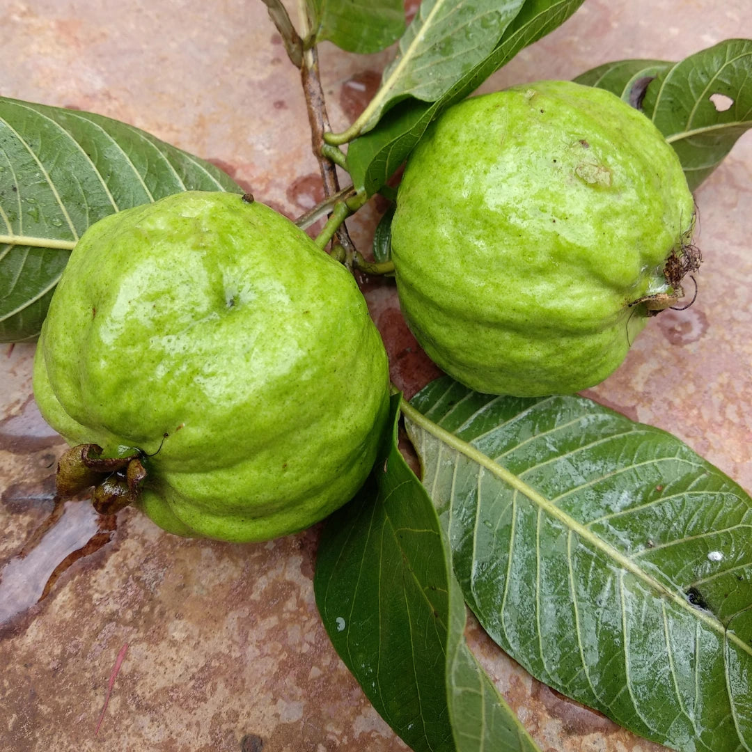Aromatic guava seeds for garden planting
