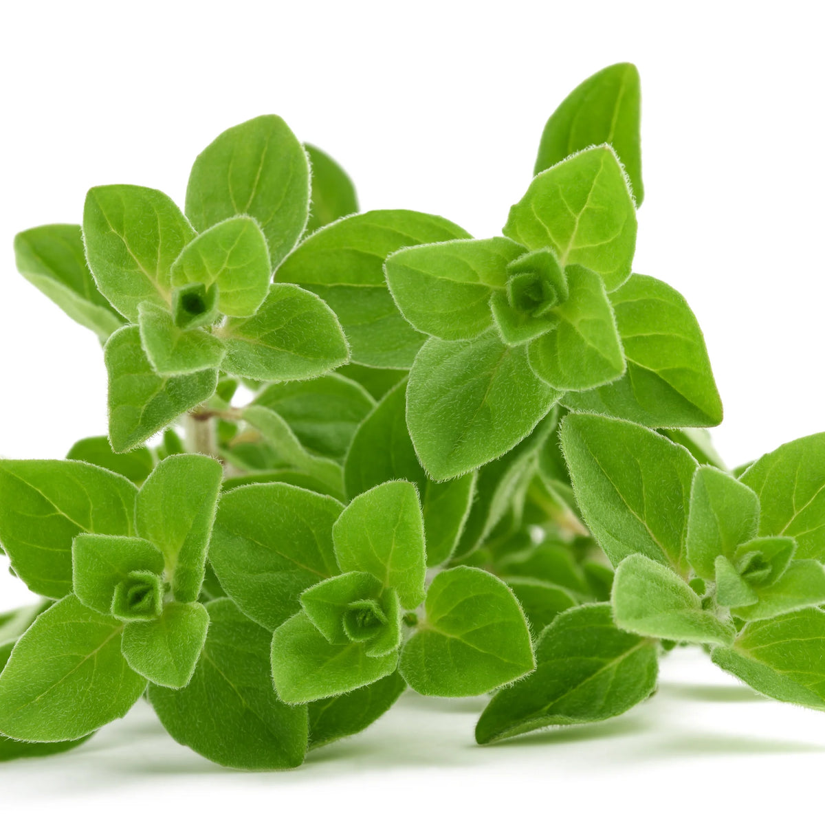 Aromatic Non-GMO marjoram seeds for container gardening