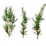 Aromatic Rosemary seeds for indoor and outdoor use